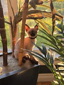 Sphynx/Rex Hypoallergenic Kittens - Photo 9