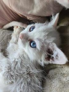 Sphynx/Rex Hypoallergenic Kittens - Photo 10