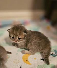 WAITING LIST OPEN. British Longhaired Chinchilla kittens. $1600 - Photo 4