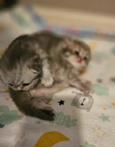 WAITING LIST OPEN. British Longhaired Chinchilla kittens. $1600 - Photo 7
