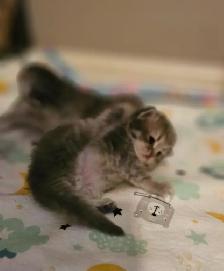 WAITING LIST OPEN. British Longhaired Chinchilla kittens. $1600 - Photo 8