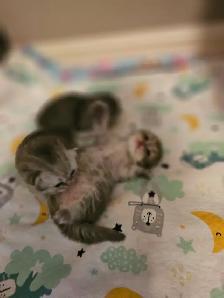 WAITING LIST OPEN. British Longhaired Chinchilla kittens. $1600 - Photo 10
