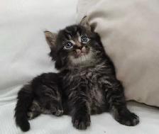 Chaton sibérien hypoallergénique