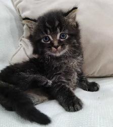 Chaton sibérien hypoallergénique - Photo 3