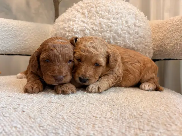 Golden Doodle Puppies