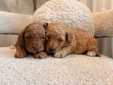 Golden Doodle Puppies