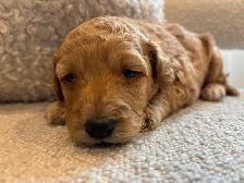 Golden Doodle Puppies - Photo 2