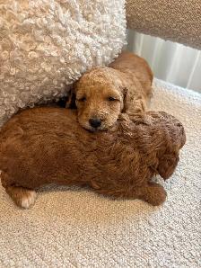 Golden Doodle Puppies - Photo 3
