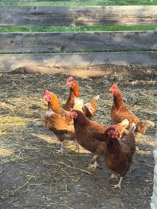 Laying Hens