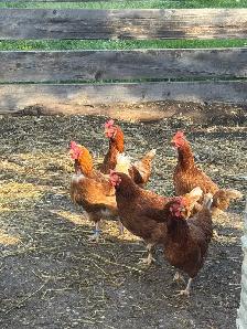Laying Hens
