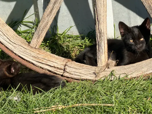Free Kittens