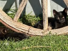 Free Kittens