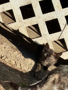 Free Kittens - Photo 2