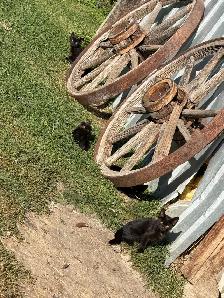 Free Kittens - Photo 3