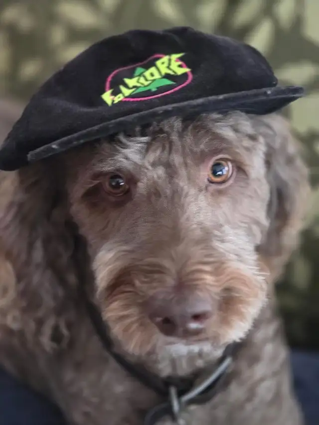 Dog to re-home