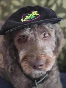 Dog to re-home