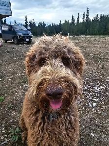 Dog to re-home - Photo 2