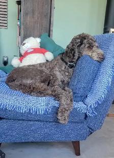 Dog to re-home - Photo 3