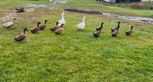 khaki Campbell Ducks