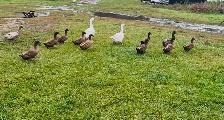 khaki Campbell Ducks