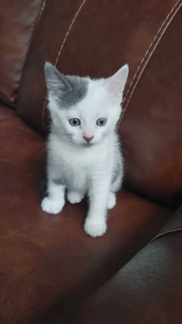 chatons à vendre