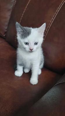 chatons à vendre