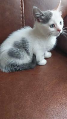 chatons à vendre - Photo 2