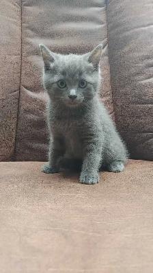 chatons à vendre - Photo 3