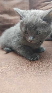chatons à vendre - Photo 4
