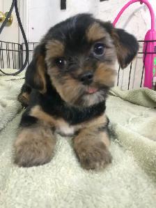 Dog Grooming Services - Photo 2