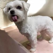 Dog Grooming Services - Photo 3