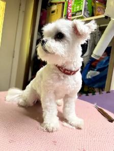 Dog Grooming Services - Photo 4