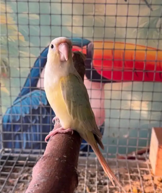 Mooncheek Conure
