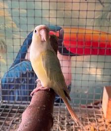 Mooncheek Conure