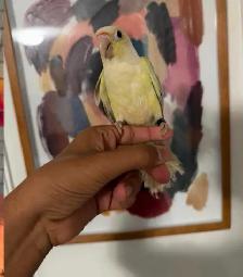 Mooncheek Conure - Photo 2