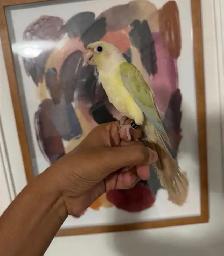Mooncheek Conure - Photo 3
