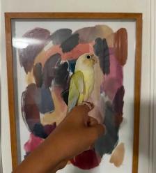 Mooncheek Conure - Photo 4