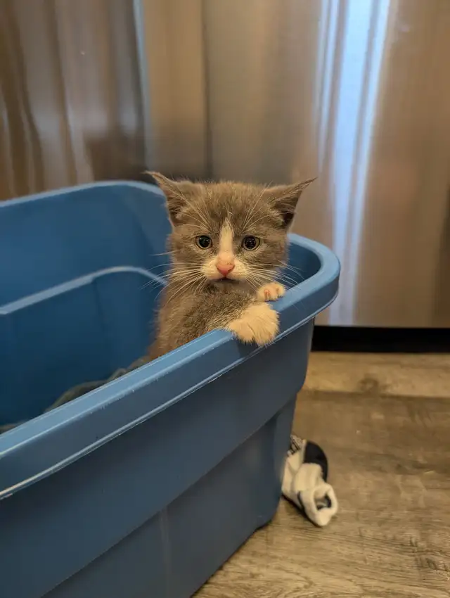 Cute Female Kittens