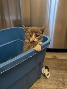 Cute Female Kittens