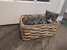 Cute Female Kittens - Photo 2