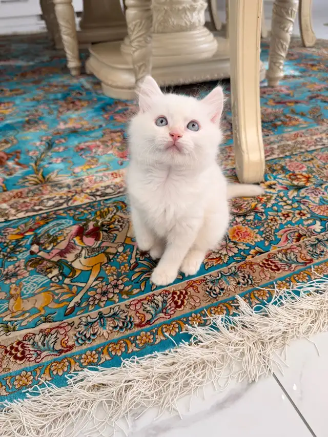 •••⭐️❤️Ragdoll Kittens ❤️⭐️•••(647) 362-8118