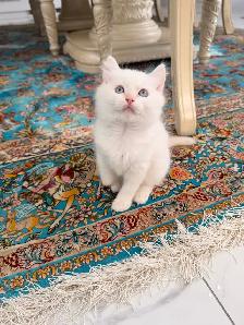 •••⭐️❤️Ragdoll Kittens ❤️⭐️•••(647) 362-8118