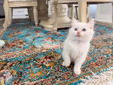 •••⭐️❤️Ragdoll Kittens ❤️⭐️•••(647) 362-8118 - Photo 2