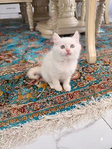 •••⭐️❤️Ragdoll Kittens ❤️⭐️•••(647) 362-8118 - Photo 3