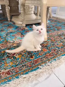•••⭐️❤️Ragdoll Kittens ❤️⭐️•••(647) 362-8118 - Photo 4