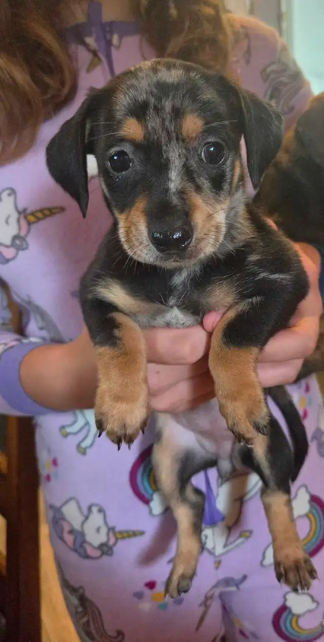 Chiweenie Puppies! Daschund x Chihuahua