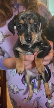 Chiweenie Puppies! Daschund x Chihuahua