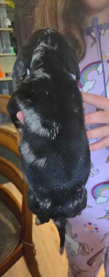 Chiweenie Puppies! Daschund x Chihuahua - Photo 2