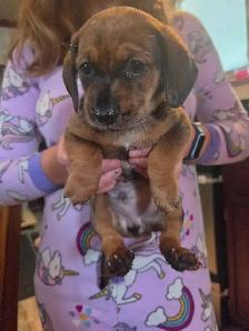 Chiweenie Puppies! Daschund x Chihuahua - Photo 3