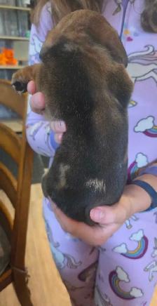 Chiweenie Puppies! Daschund x Chihuahua - Photo 4